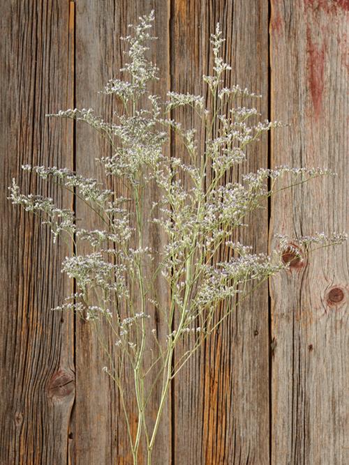 Misty Blue   Limonium